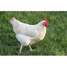 Heartwood Free Range Poultry