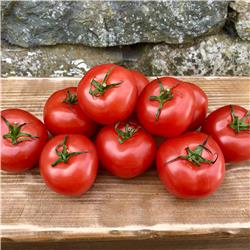 Cumbrian Tomatoes